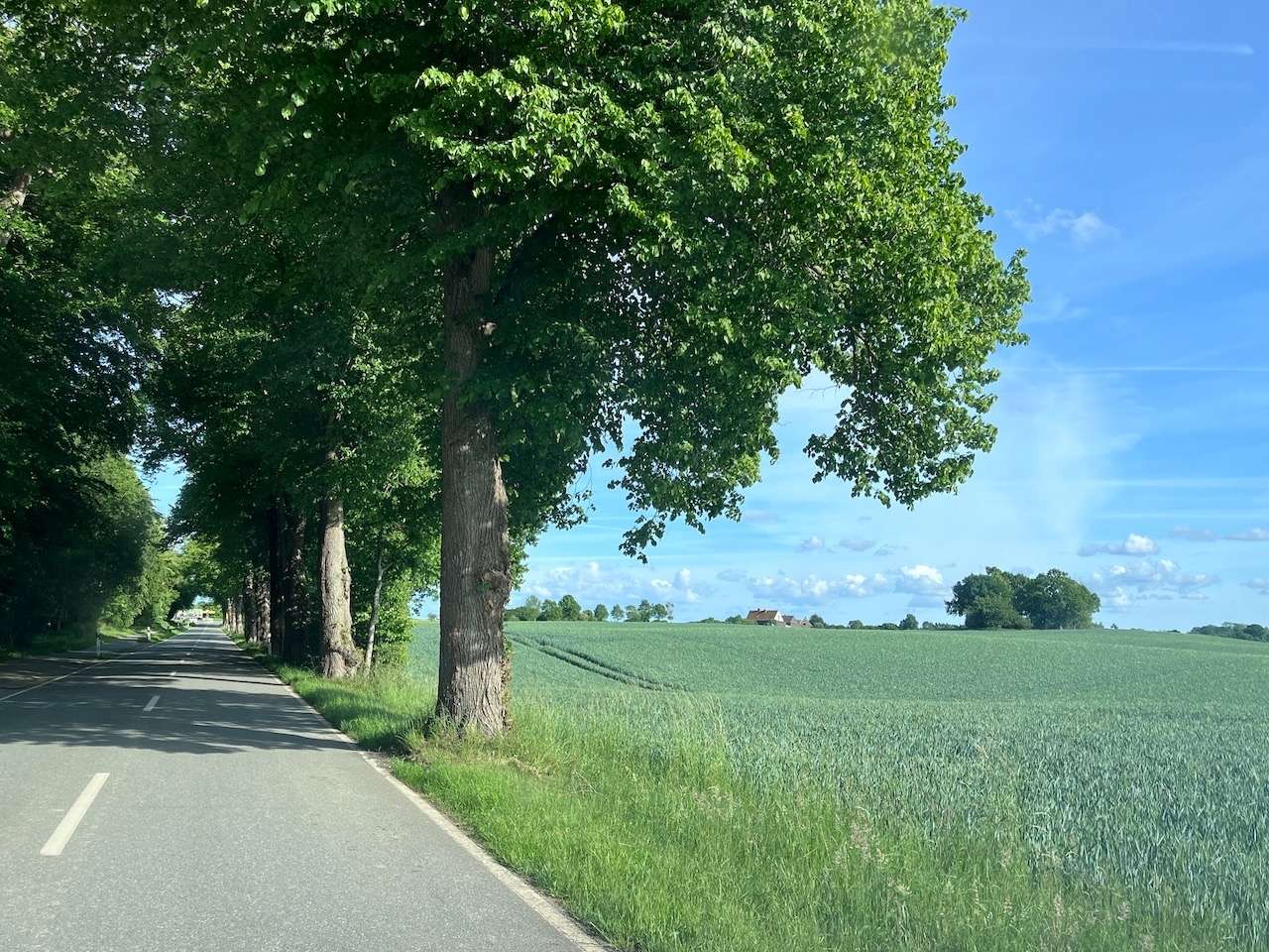 Allee nach Lindaunis