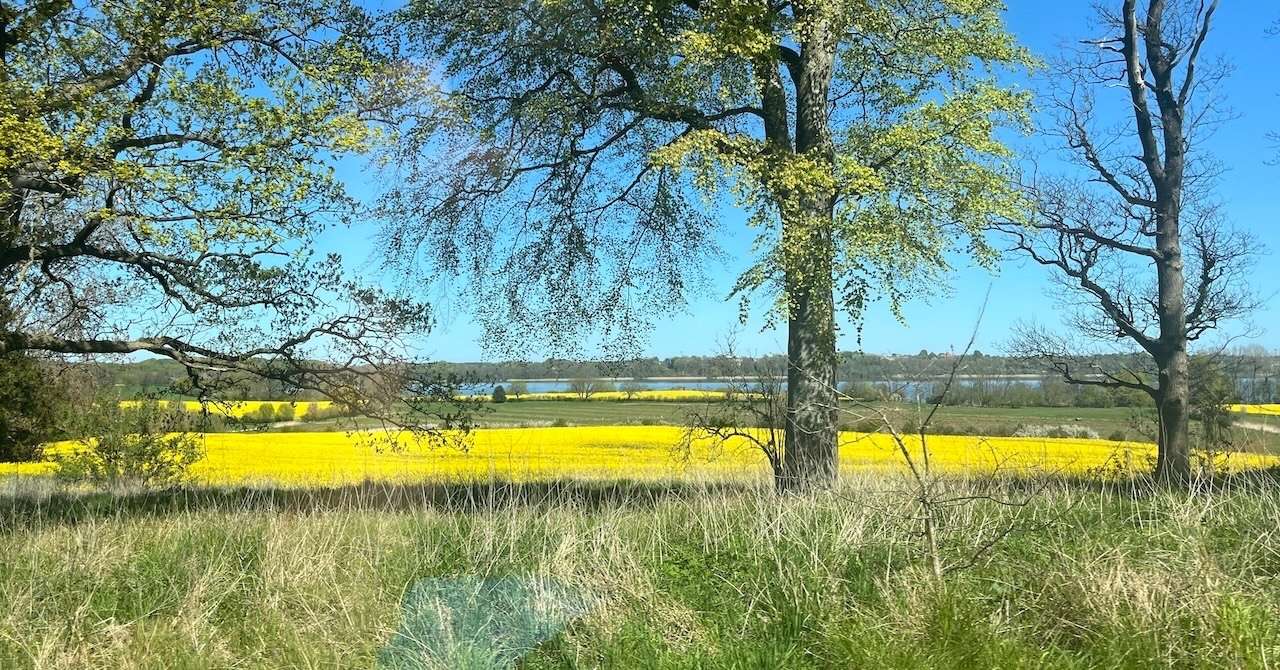 Schlei zur Rapsblüte